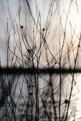 naked tree branches in sunset colors against calm shiny water
