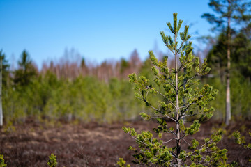 Fototapeta na wymiar young pine trees in swamp area with blur background