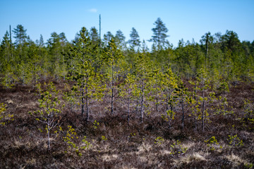 young pine trees in swamp area with blur background