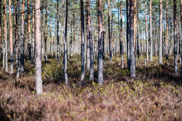 young pine trees in swamp area with blur background