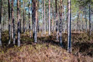 Obraz premium young pine trees in swamp area with blur background