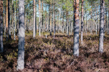 Obraz premium młode sosny w obszarze bagien z rozmyciem tła