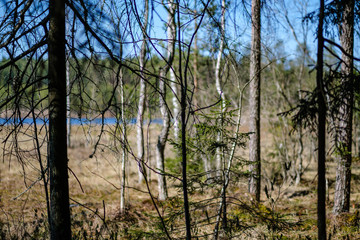 young pine trees in swamp area with blur background