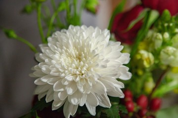 white chrysanthemum in a vase