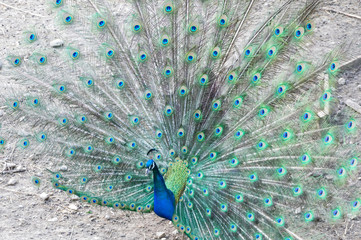 Fototapeta premium Beautiful peacock with open tail in the nature