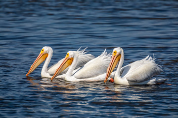 White Pelican Fishing Trio - Three American white pelicans fish together on the waters of Ding Darling National Wildlife Refuge on Sanibel Island, Florida.