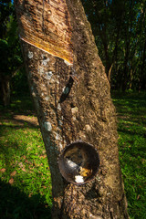 Rubber Tree producing white rubber milk collected in a black cup