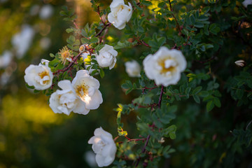 Blooming wild rose Bush in the spring.