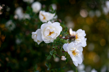 Blooming wild rose Bush in the spring.