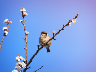 Sparrow on a flowering branch against the blue morning sky