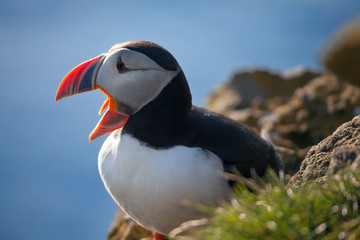 flashy puffin in Iceland