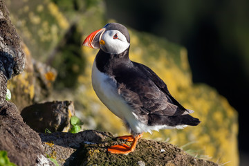 Atlantic puffin and yellow stones