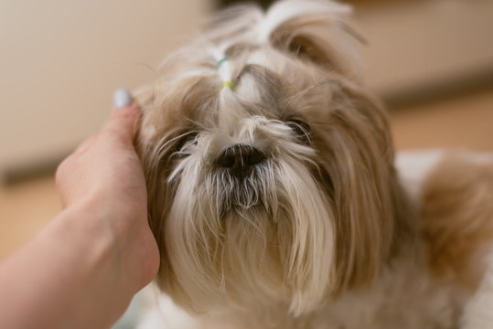 Cute Little Dog Shih Tzu Sits At Home On The Couch