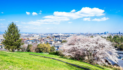 桜が咲く丘と住宅街　ワイド