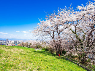 桜が咲く丘と住宅街