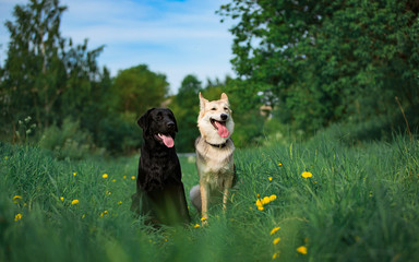 Two mongrel dogs sitting on sunny green meadow and looking at camera. Forest and buildings...