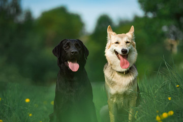 Two mongrel dogs sitting on sunny green meadow and looking at camera. Forest and buildings background