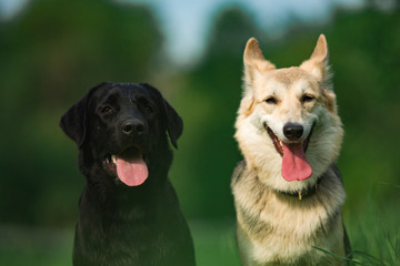 Two mongrel dogs sitting on sunny green meadow and looking at camera. Forest and buildings background