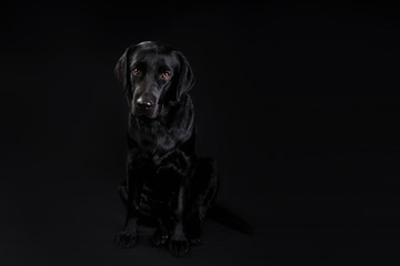 Cute black dog looking at camera on black background
