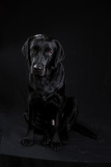 Cute black dog looking at camera on black background