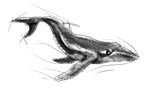 Ballena