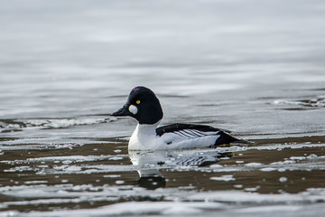 Common goldeneye swimming in cold lake.