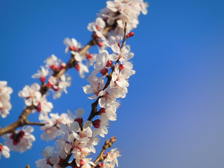 The branches of flowering apricot against the blue sky