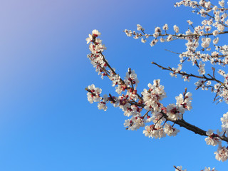 The branches of flowering apricot against the blue sky