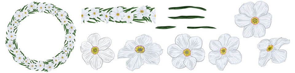 Obraz premium Set of elements for a botanical ornament of white narcissus flowers and green leaves. Wreath, patterned seamless brush, individual flowers.
