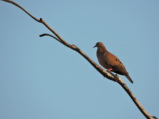 Dove in branch