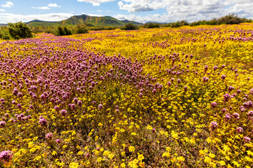 Field of Yellow and Purple Flowers