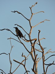 bird on branch