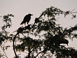 silhouette of bird