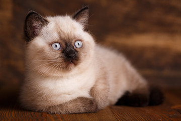 Scottish straight cat cream color. A fluffy cat is lying and looking to the right