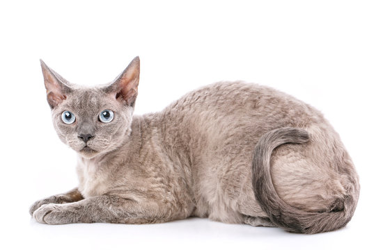 Pure-bred devon rex cat portrait