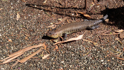 Cunningham's Skink in natural habitat in Melbourne Museum