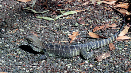 Australian Dragon Lizard in rain forest at Melbourne Museum
