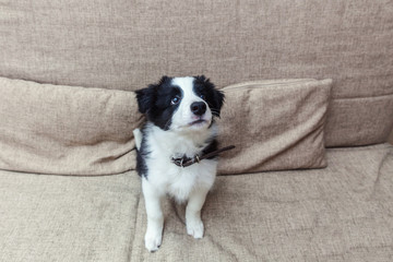 Funny portrait of cute smilling puppy dog border collie on couch. New lovely member of family little dog at home gazing and waiting for reward. Pet care and animals concept