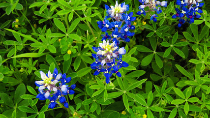 Close-up of bluebonnets in April in Austin, Texas
