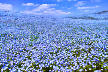 ネモフィラが咲く高原