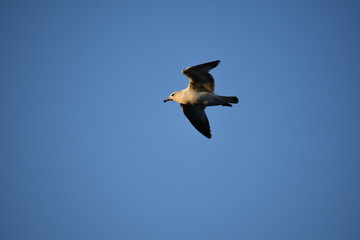 Fototapeta na wymiar Gull flying