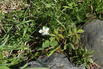 Wild strawberry flowers