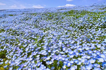 ネモフィラが咲く高原