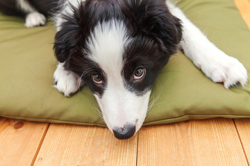 Funny studio portrait of cute smilling puppy dog border collie isolated on white background. New lovely member of family little dog gazing and waiting for reward. Pet care and animals concept