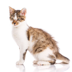 Obraz premium Kitty sits sideways and looks to the left