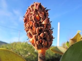 Magnolia grandiflora seed head