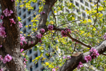 Beautiful flowers on the street