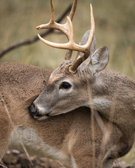 Whitetail Buck
