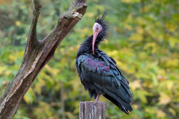 Close up view of northern bald ibis