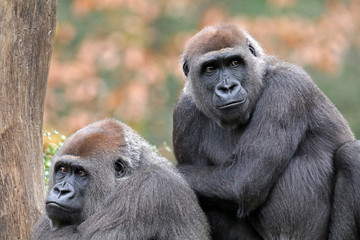 Silverback gorillas sitting together in park